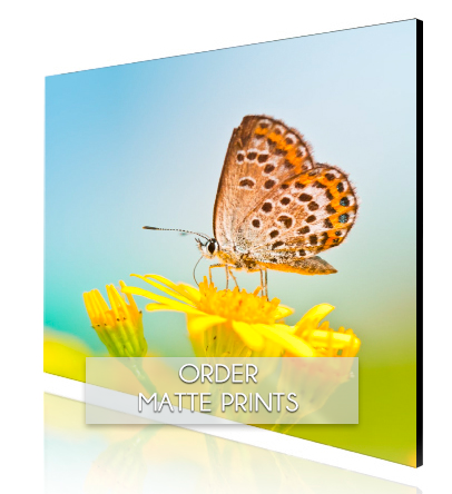Archival Matte Prints